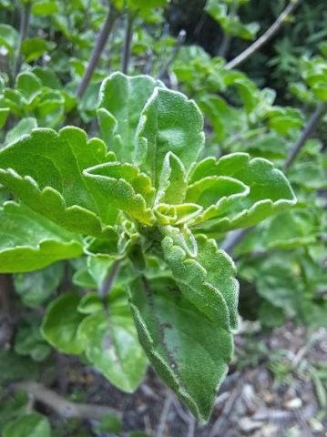 Syncolostemon rotundifolius leaves